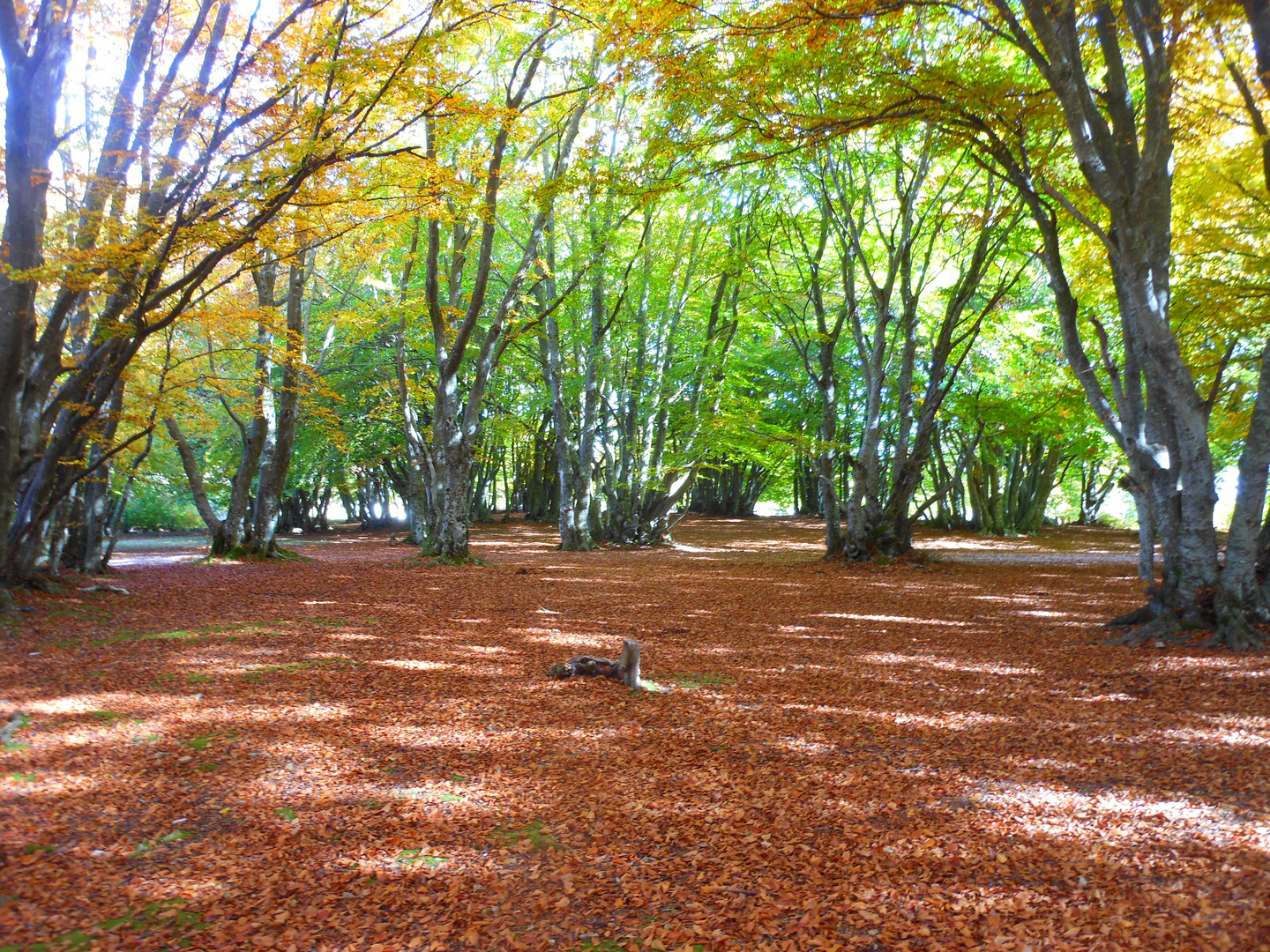 Canfaito (MC) in autunno