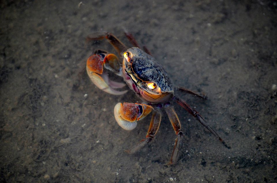 Cangrejo de Estuario (Casmagnathus granulata)