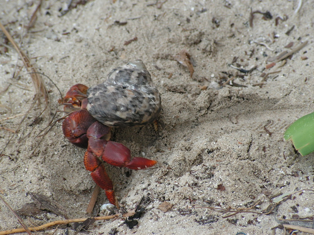 Cangrejo ermitaño