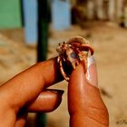 Cangrejo Ermitaño en playa Corrales