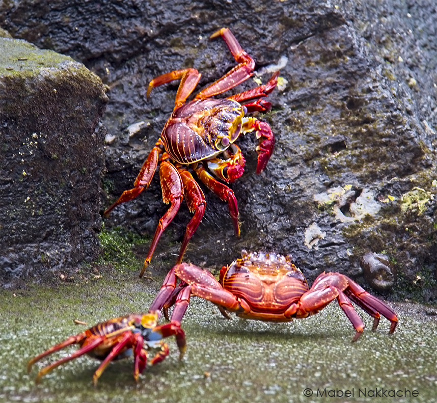 Cangrejos multicolores