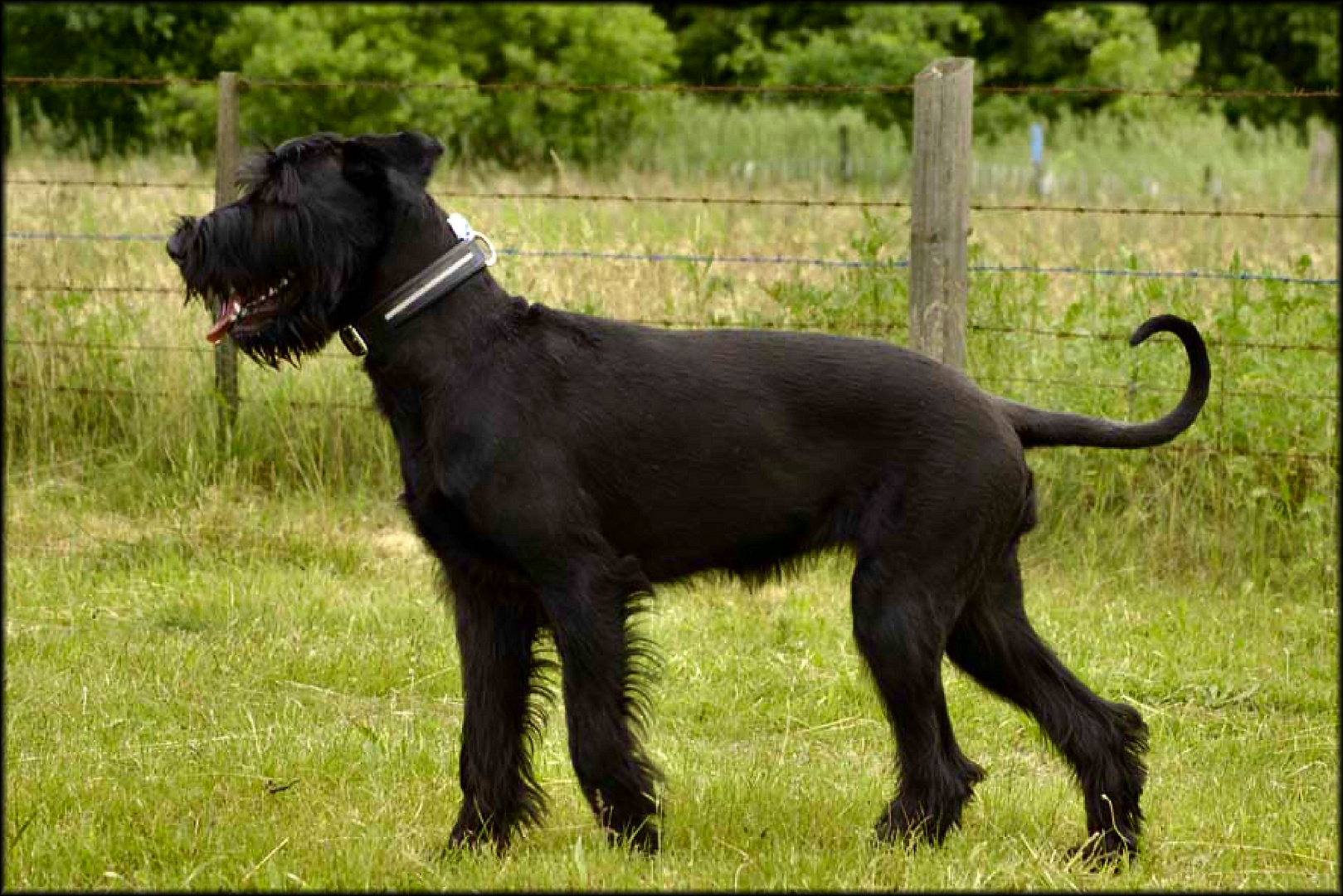 Caniche noir se promene