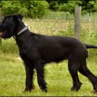 Caniche noir se promene