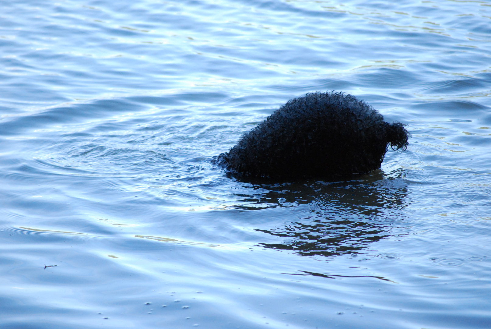 CANICHE PECHEUR