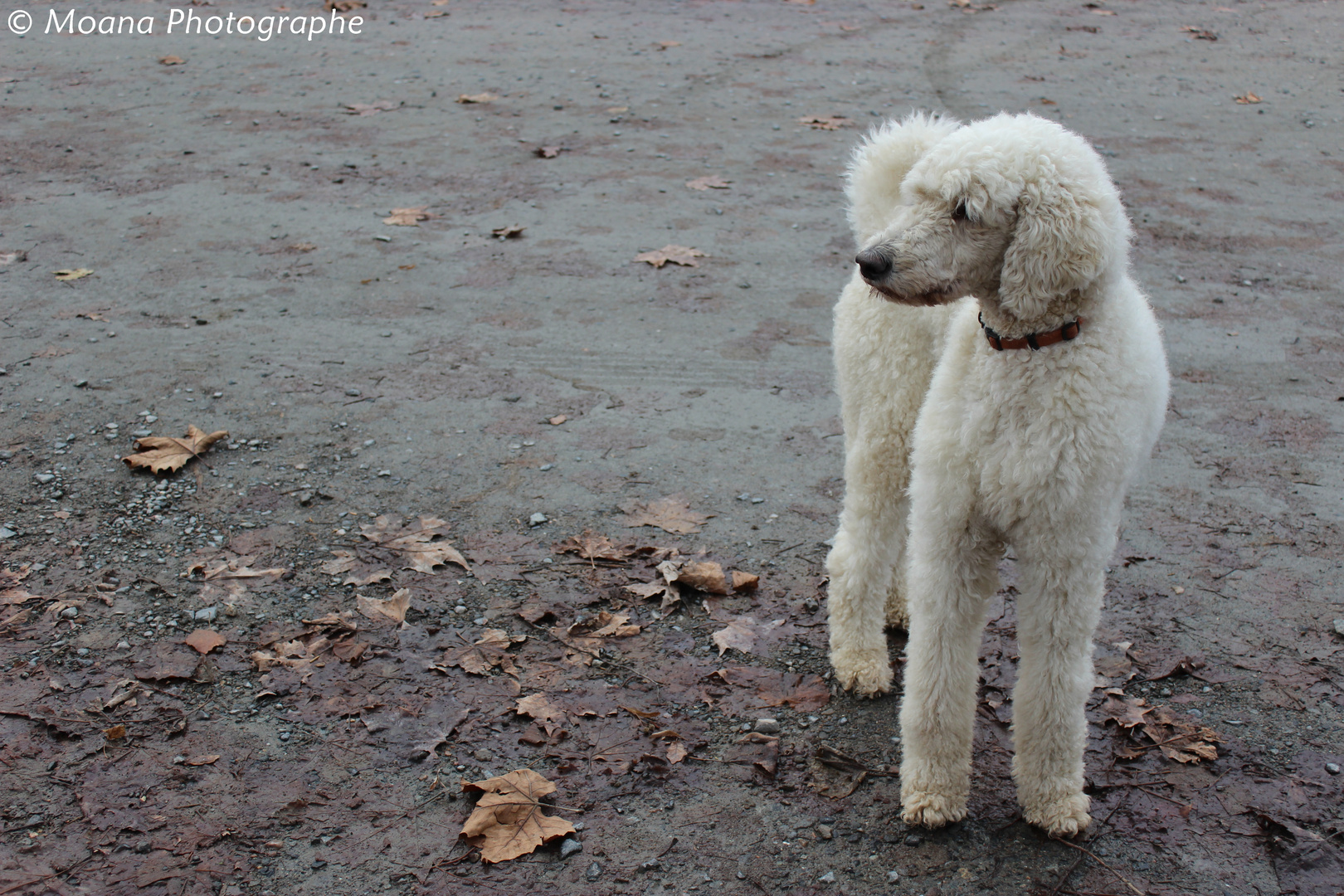 Caniche royal photo et image | animaux, animaux domestiques, chiens