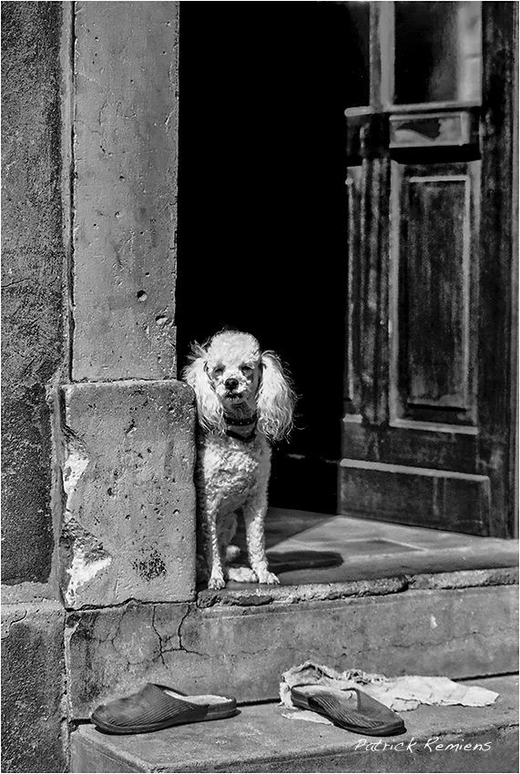 caniche, un peu cabot