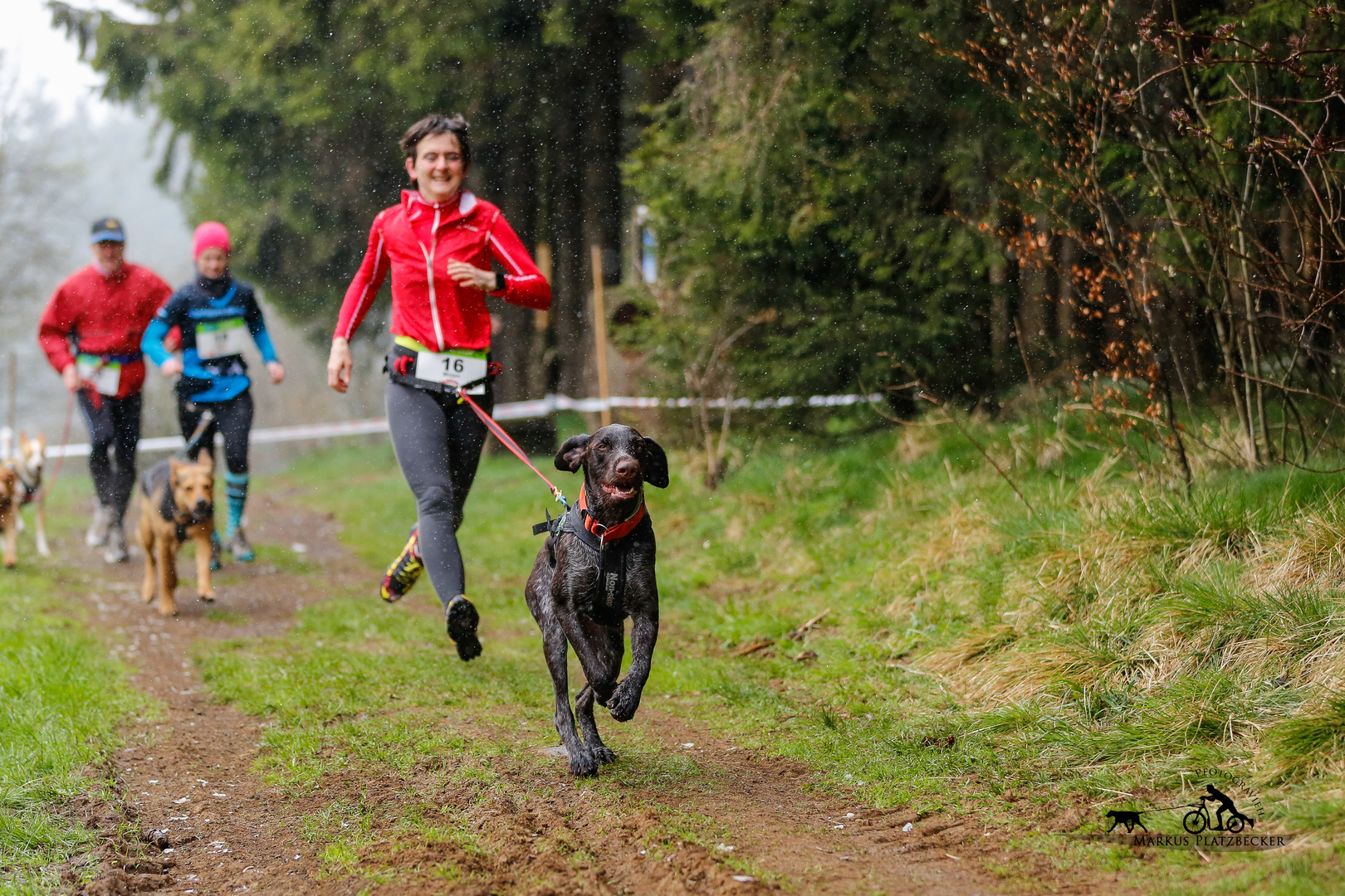 Canicross mit Mirjam Platzbecker und Deutsch Drahthaar Gösta