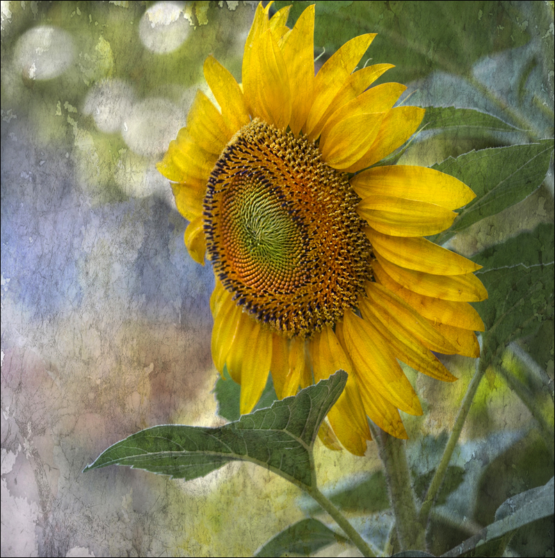 Canicule