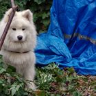 Canis alba oder: Wo sind eigentlich die Schneeglöckchen?