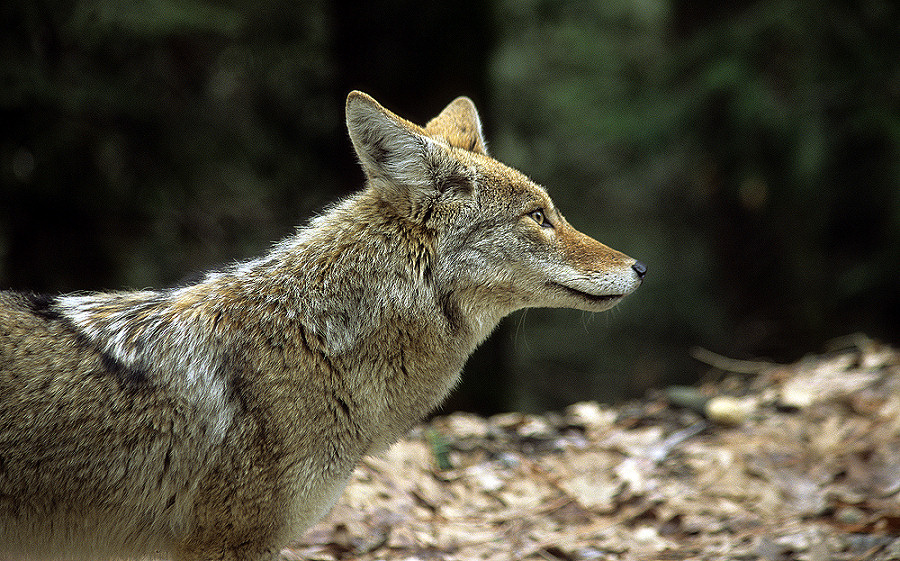 Canis latrans - Kojote