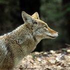 Canis latrans - Kojote