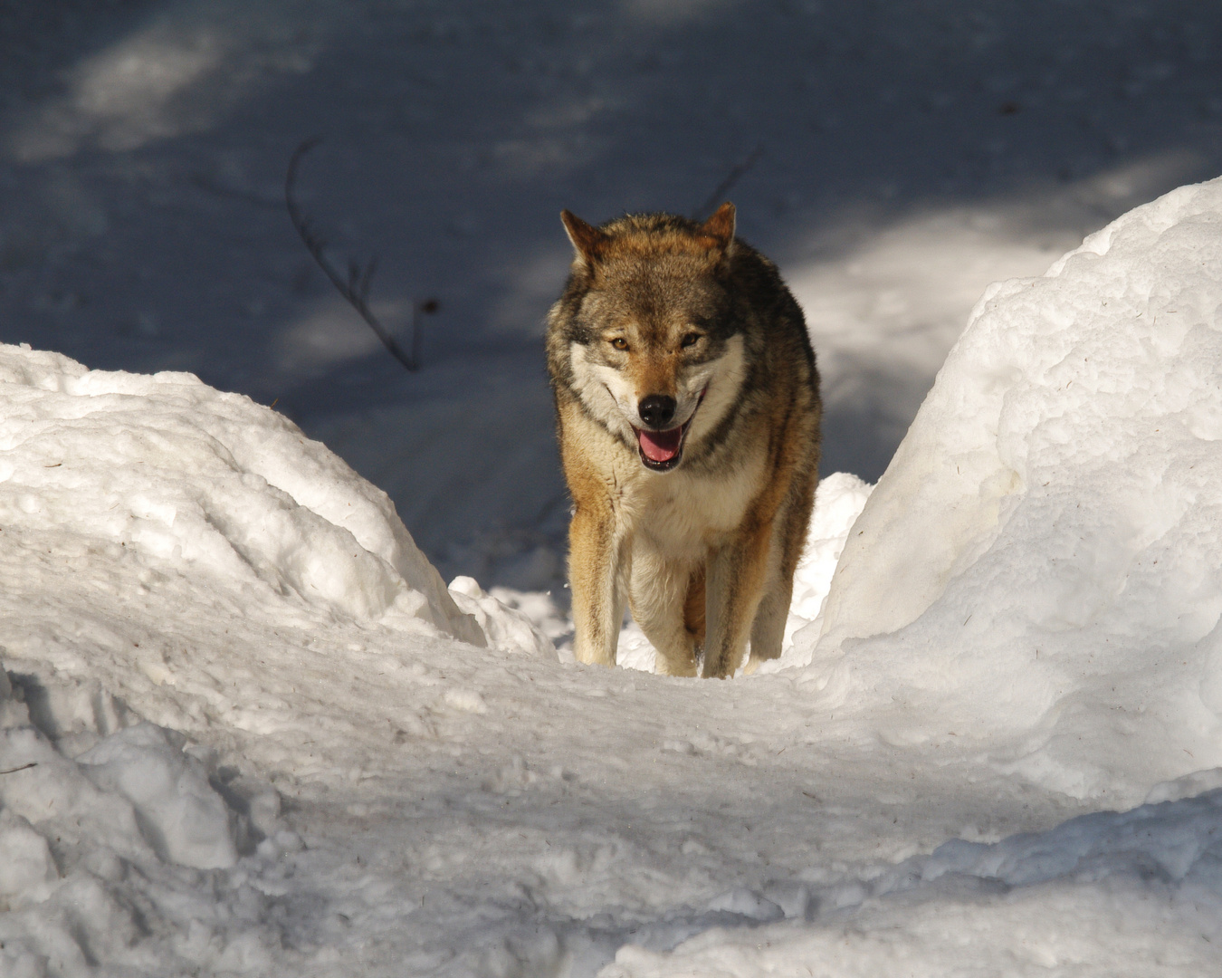 Canis Lupus