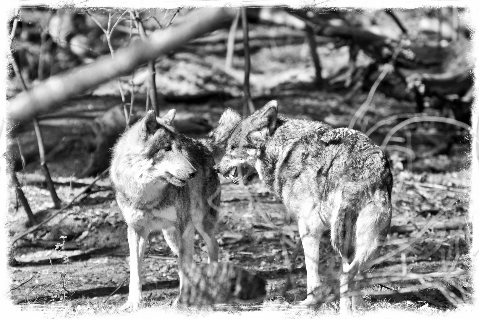 Canis Lupus