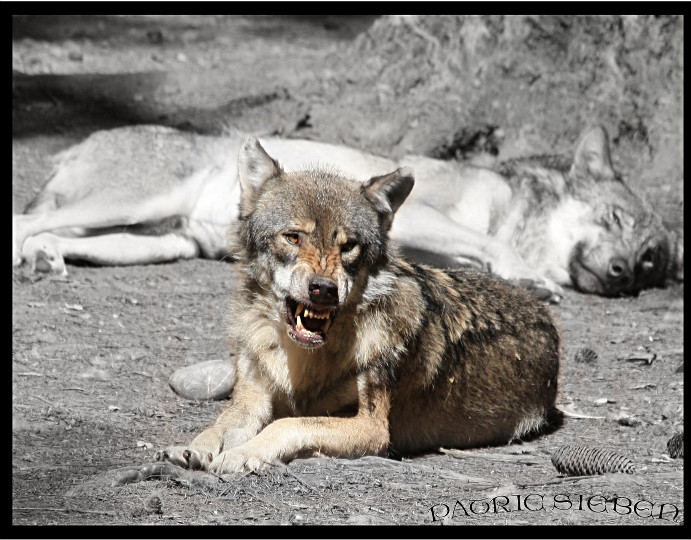 .::Canis Lupus::.