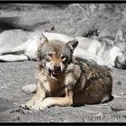 .::Canis Lupus::.