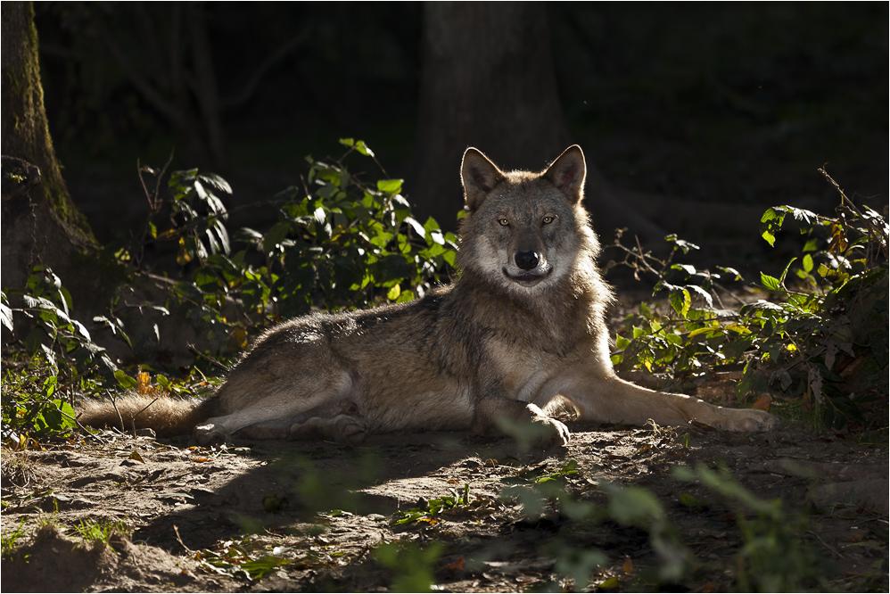 CANIS LUPUS