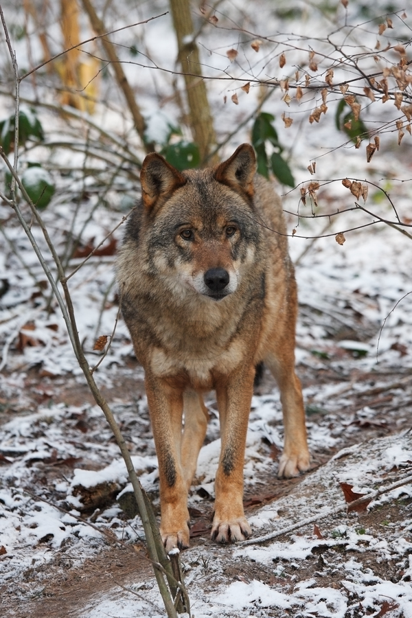 Canis lupus