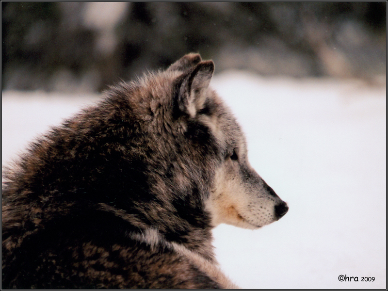 canis lupus