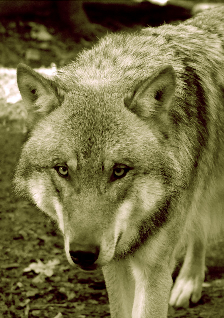 Canis Lupus