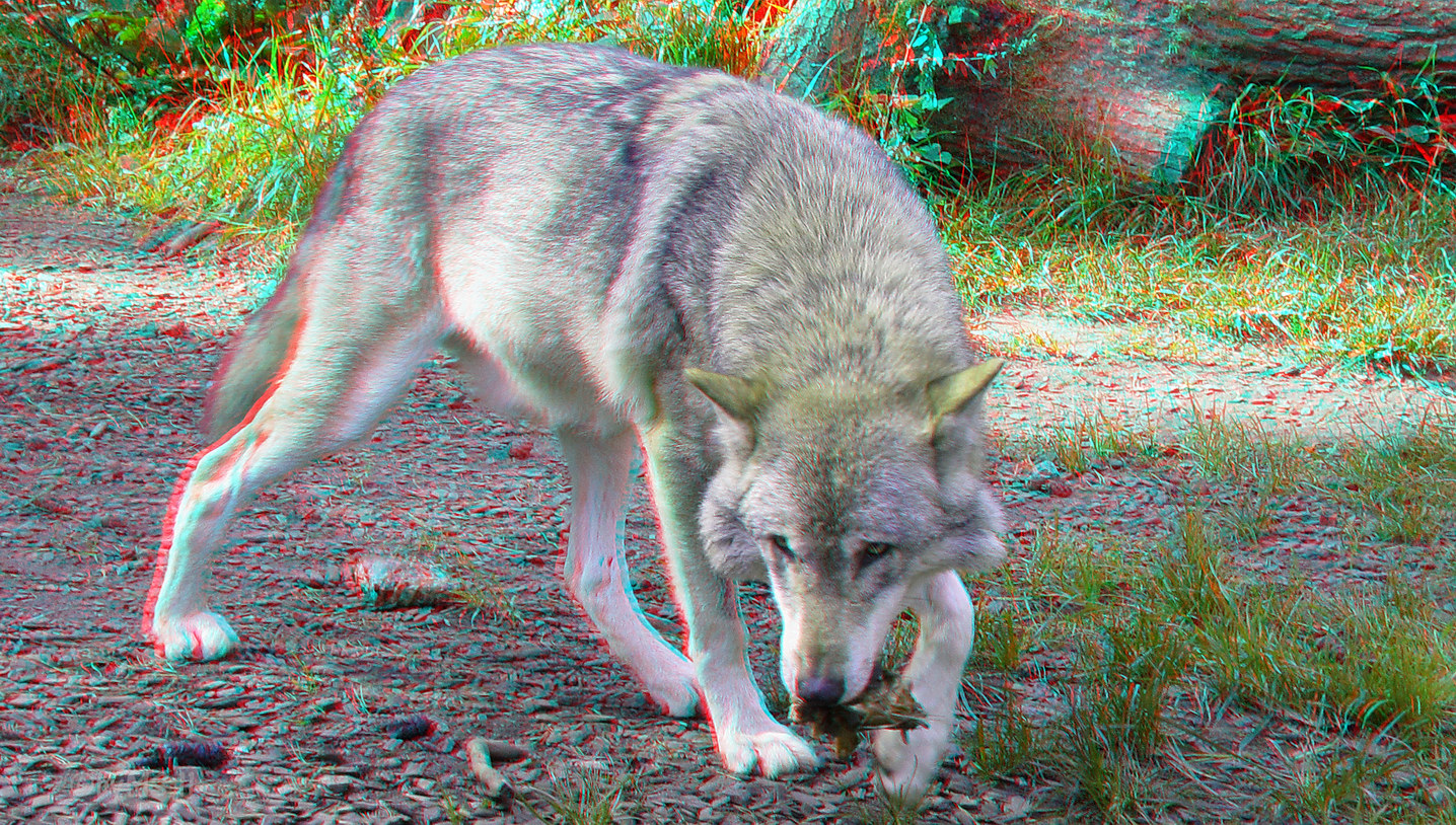 Canis lupus (3D-Foto)