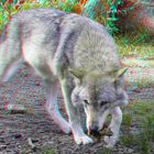 Canis lupus (3D-Foto)