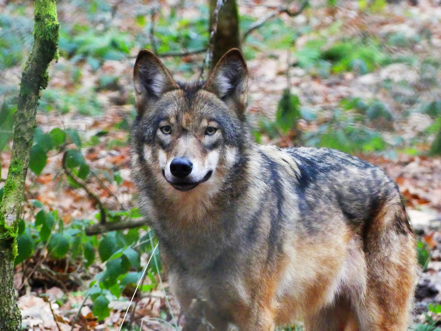 Canis lupus Foto & Bild wald, winter, natur Bilder auf