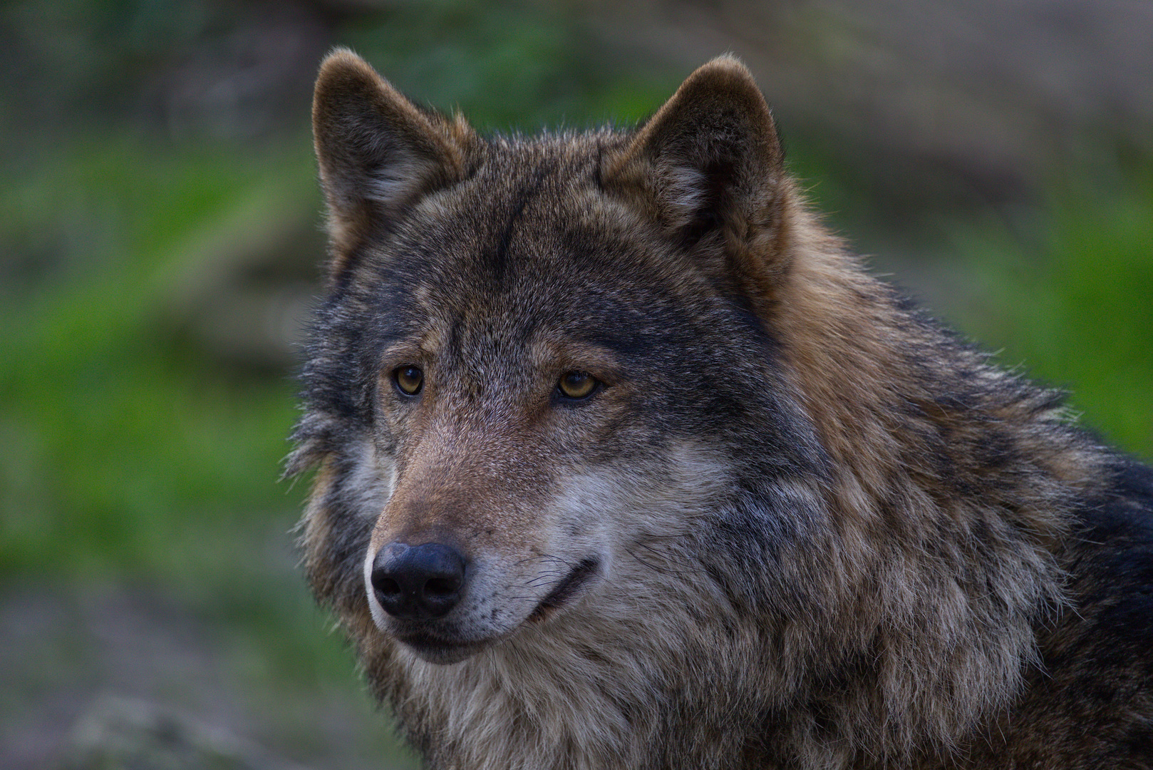 *** Canis lupus *** 