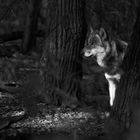 ~Canis lupus~