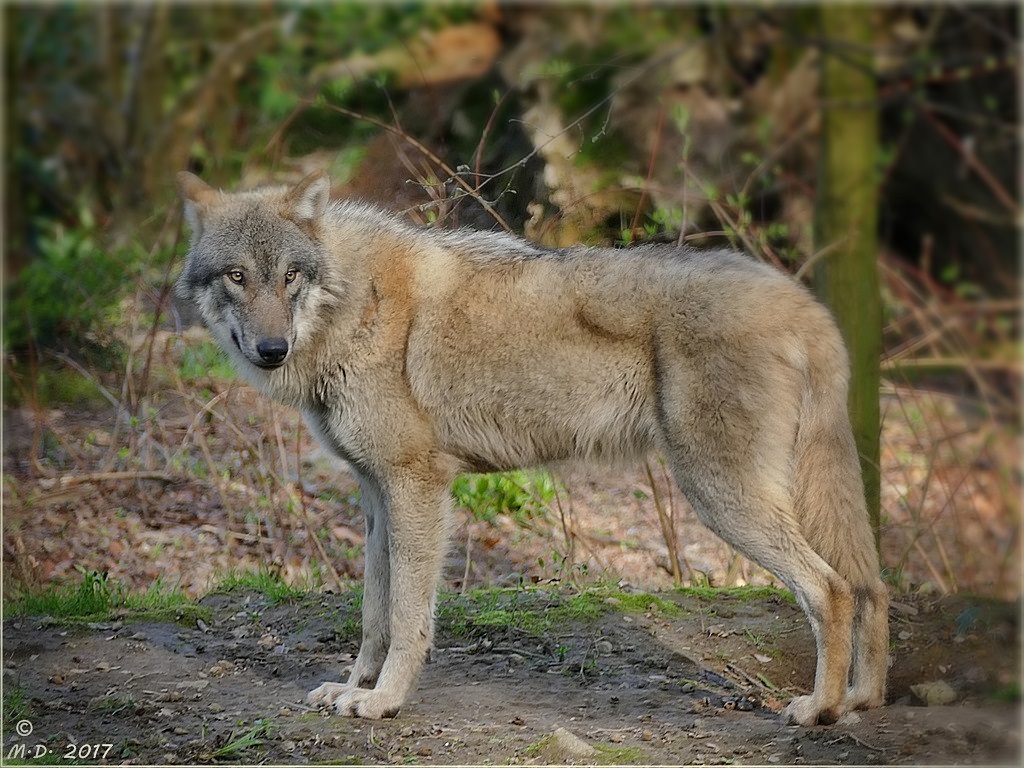 Canis lupus... Foto & Bild natur, zoo, tiere Bilder auf