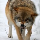 Canis lupus