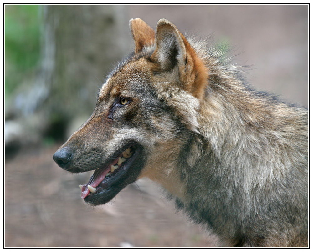 Canis lupus