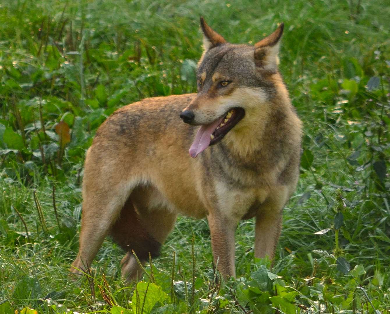 Canis Lupus