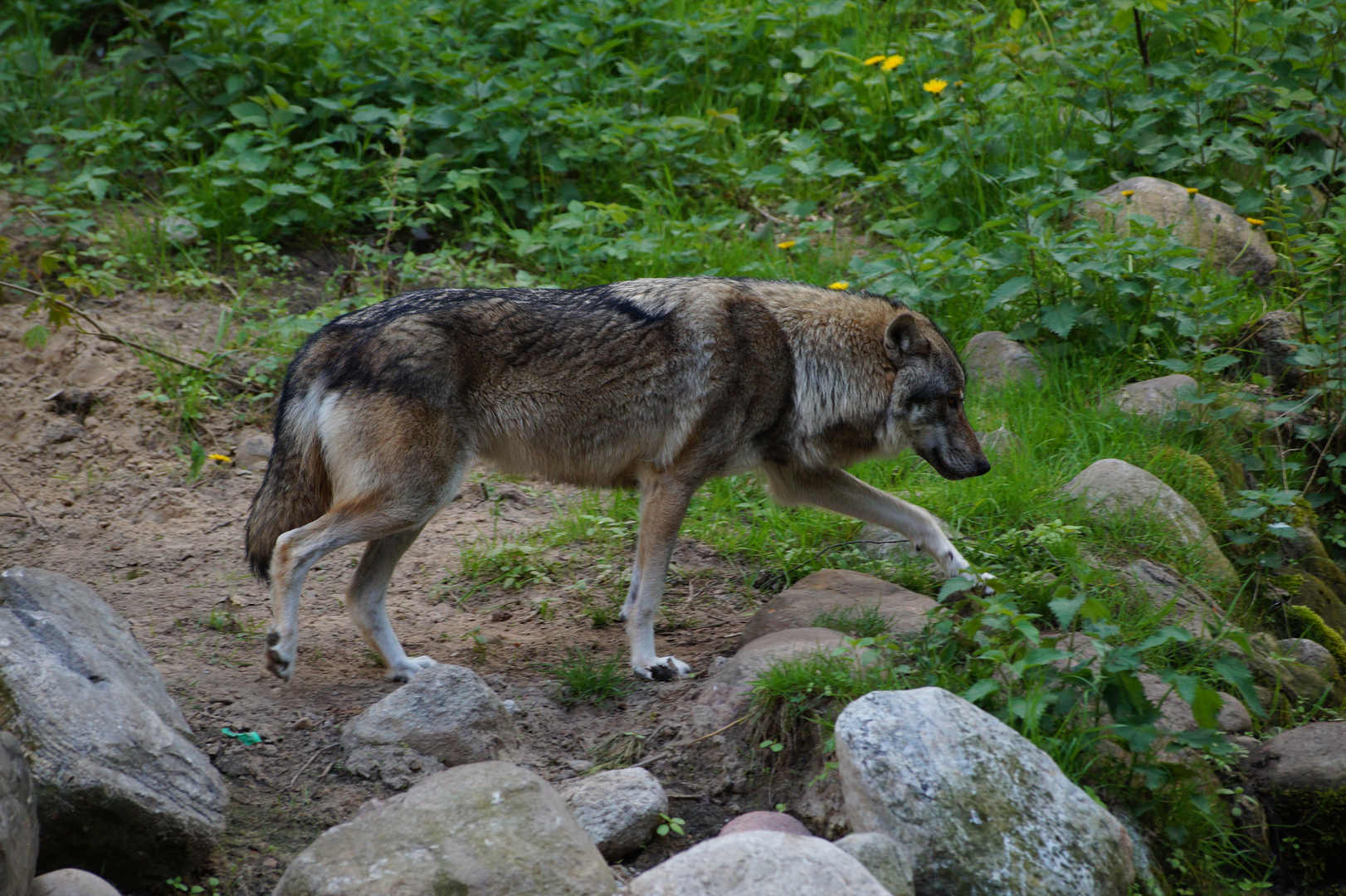 canis lupus