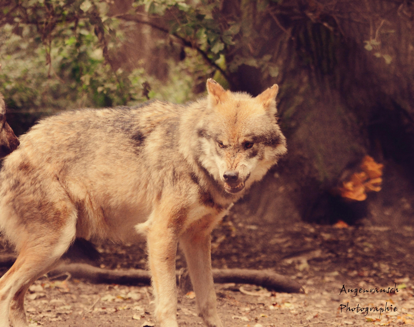 canis lupus