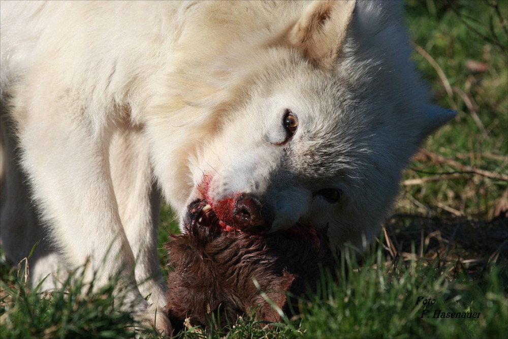 Canis Lupus Actros (Arktischerwolf)