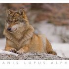 CANIS LUPUS ALPHA