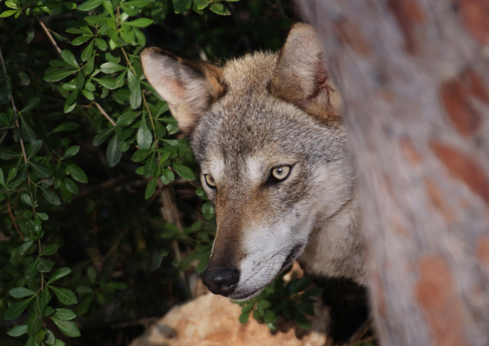Canis lupus arabs-Arabischer Wolf-Zoo Haifa