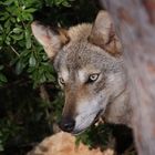 Canis lupus arabs-Arabischer Wolf-Zoo Haifa