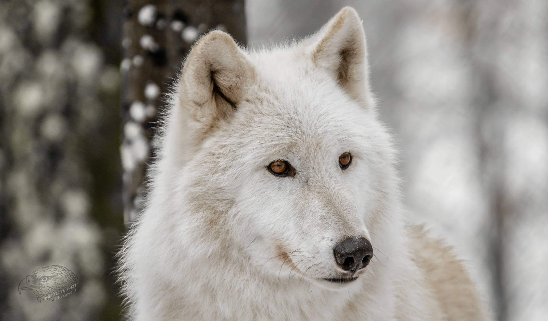 Canis lupus arctos