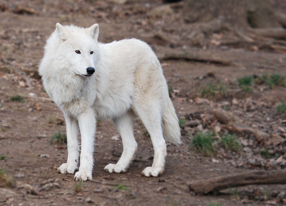 Canis lupus arctos