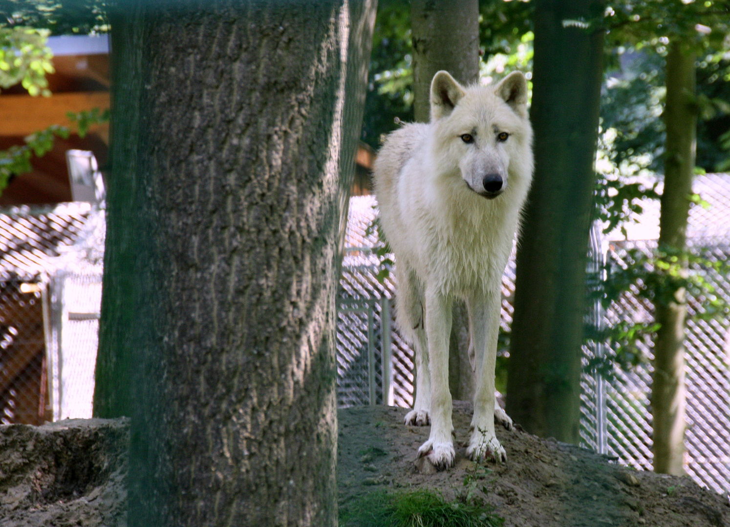 Canis lupus arctos