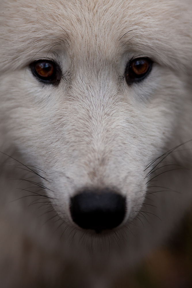 Canis Lupus arctos