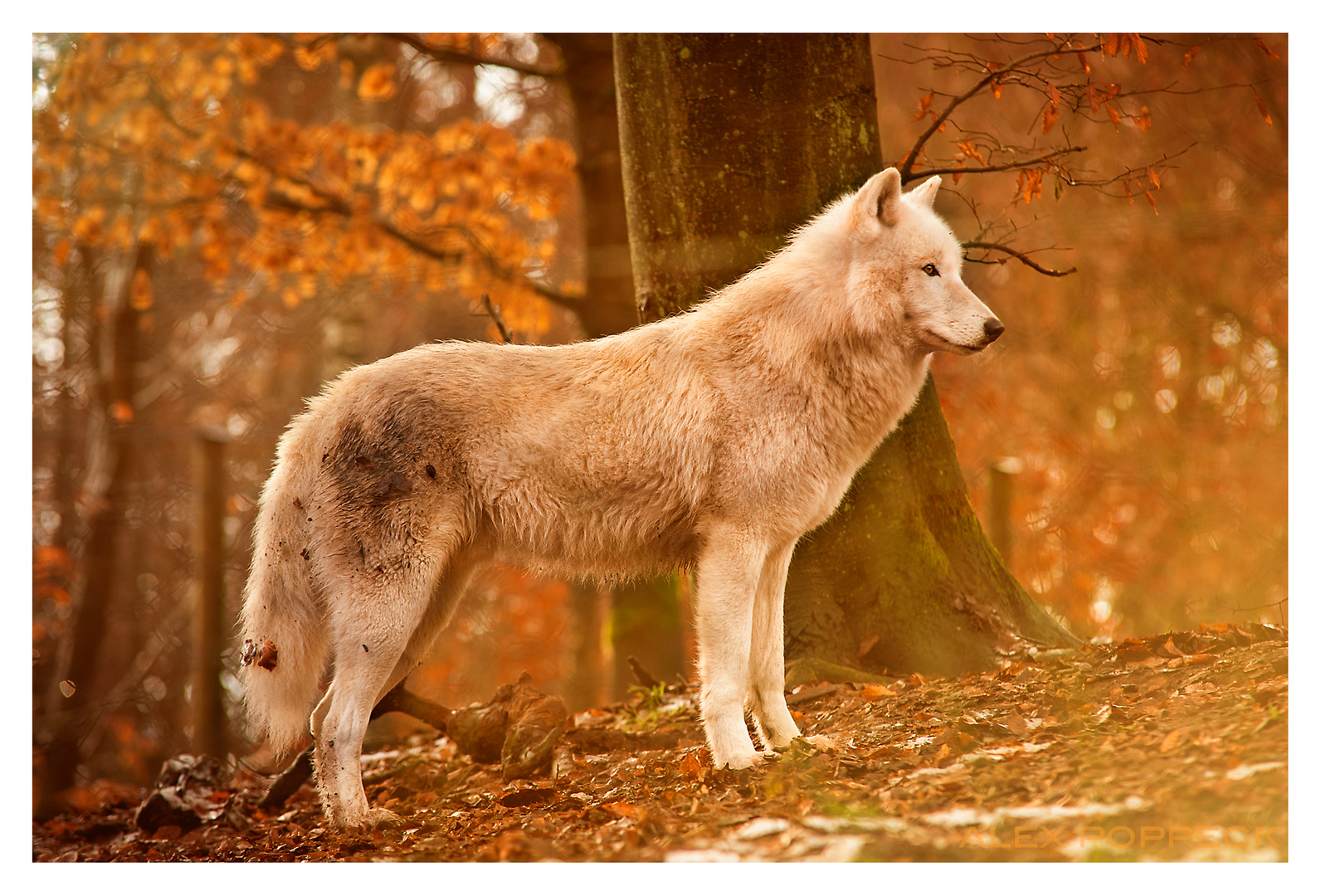 Canis lupus arctos