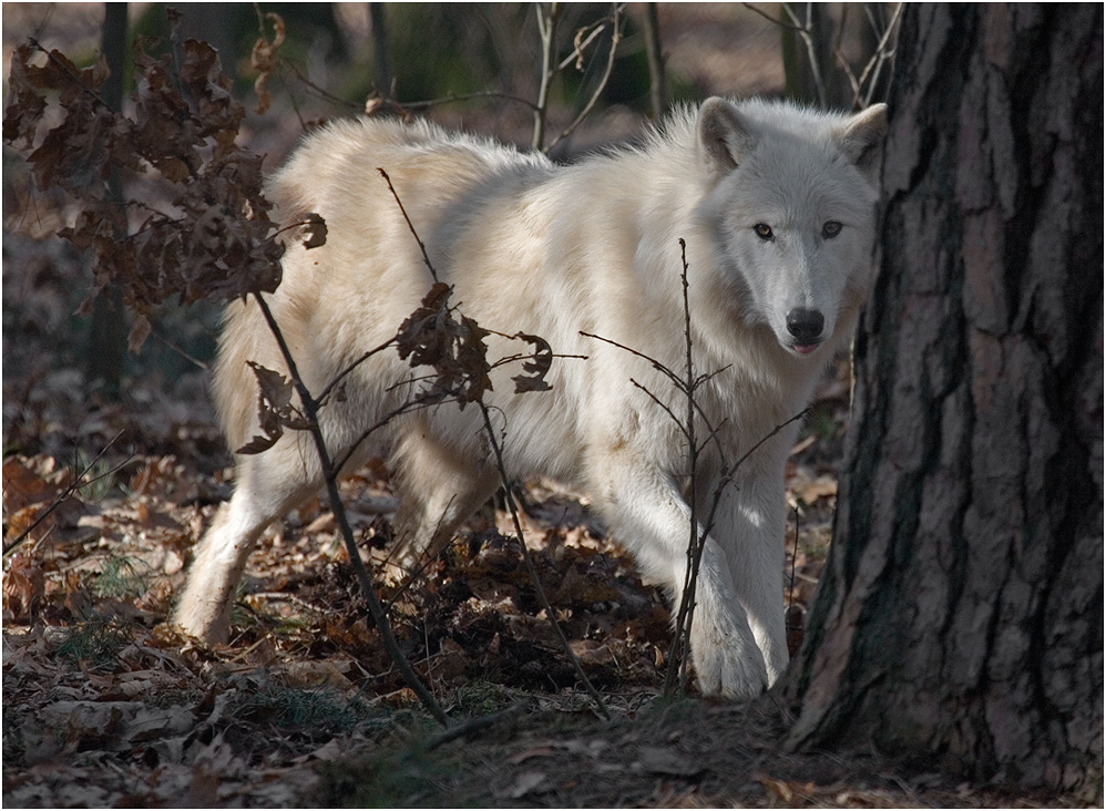 CANIS LUPUS ARCTOS