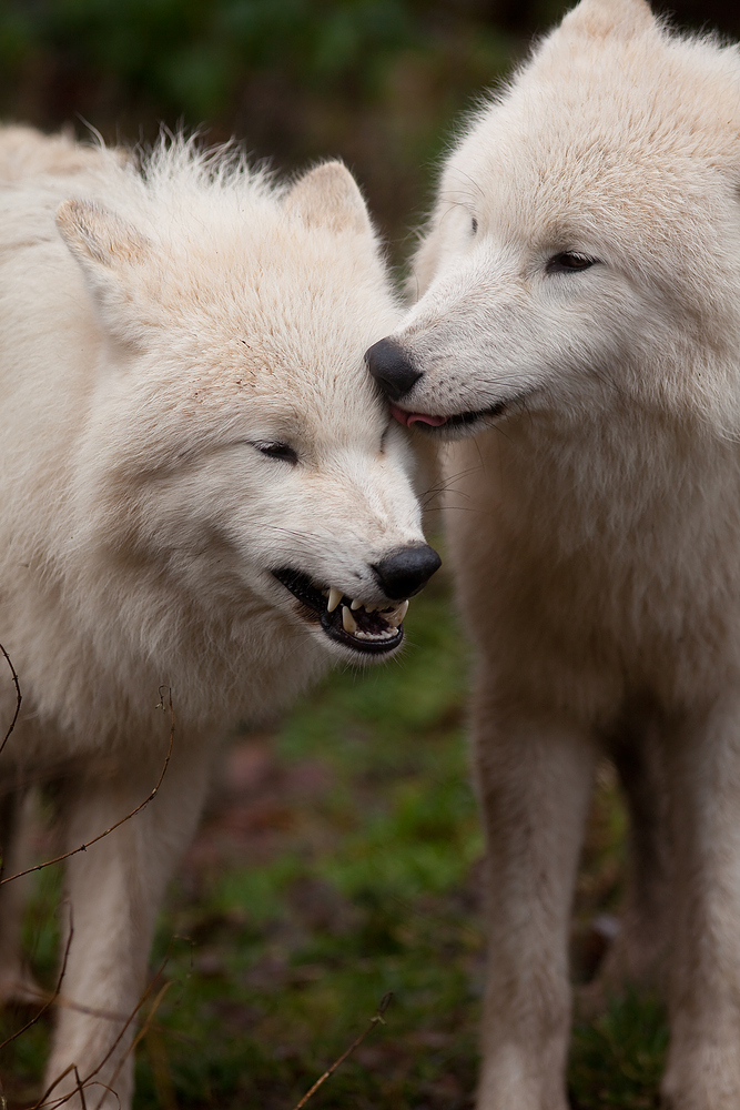 Canis Lupus arctos II