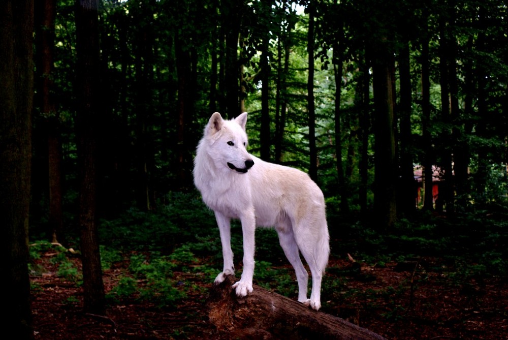 Canis Lupus Arctos | Polarwolf