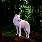 Canis Lupus Arctos | Polarwolf