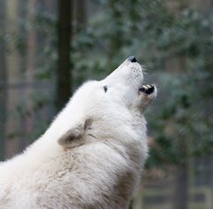 Canis lupus arctos "ruft an"