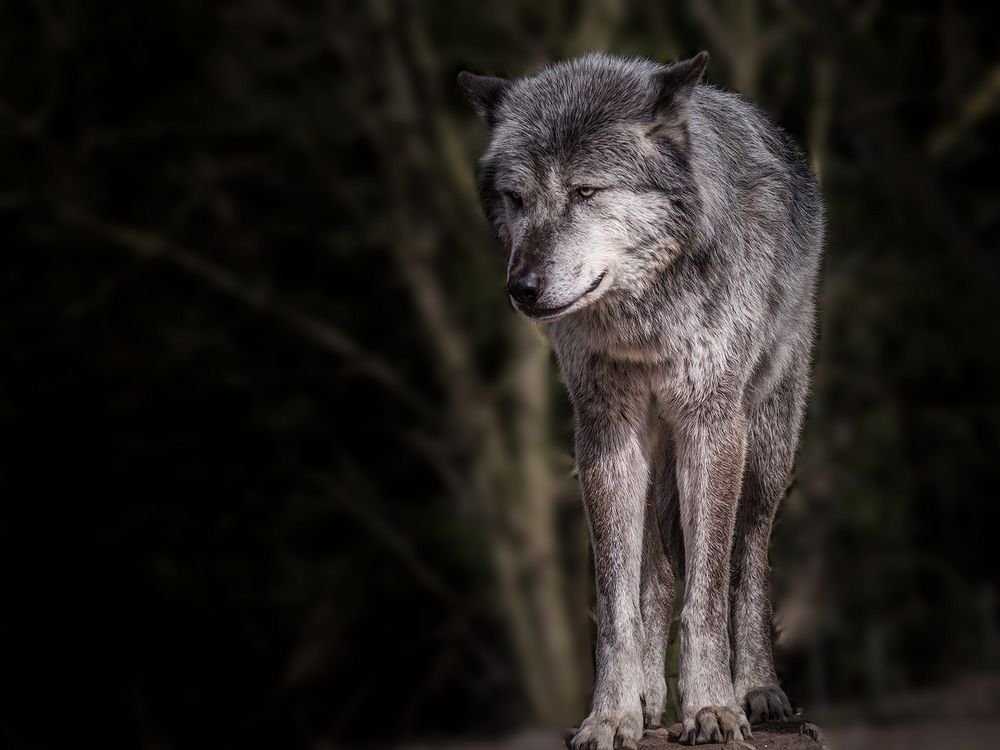 Canis lupus auch Wolf genannt