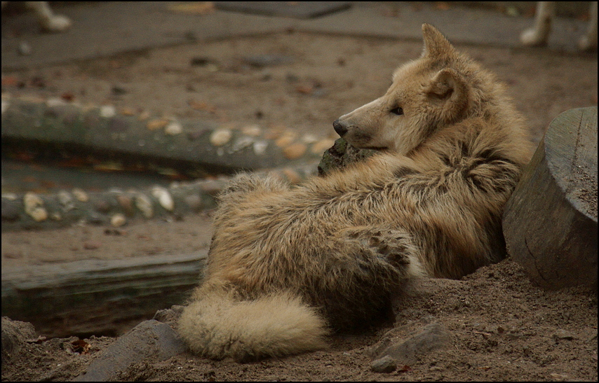 Canis Lupus